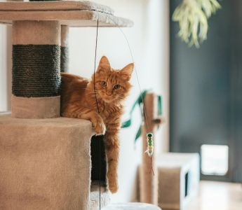 A ginger cat relaxing on a cat tree