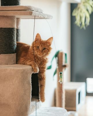 A ginger cat relaxing on a cat tree