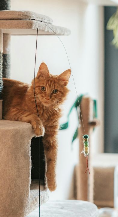 A ginger cat relaxing on a cat tree