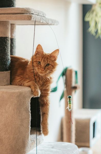 A ginger cat relaxing on a cat tree