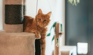 A ginger cat relaxing on a cat tree