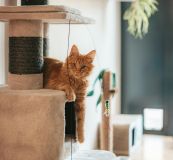 A ginger cat relaxing on a cat tree
