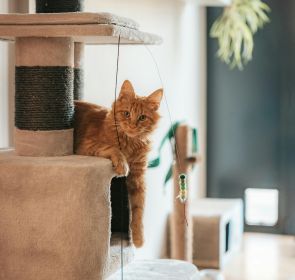 A ginger cat relaxing on a cat tree