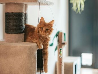 A ginger cat relaxing on a cat tree
