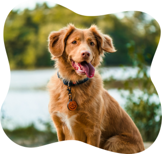 A golden retriever sitting outdoors by a lake