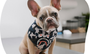 A French bulldog sitting indoors at the practice