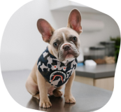A French bulldog sitting indoors at the practice