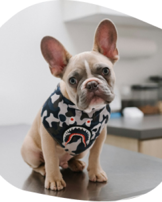 A French bulldog sitting indoors at the practice