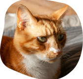 A ginger cat resting at home