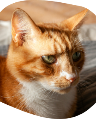 A ginger cat resting at home