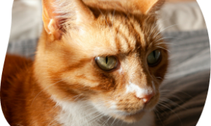 A ginger cat resting at home