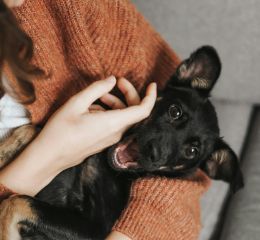 A black dog being cradled in someone's arms
