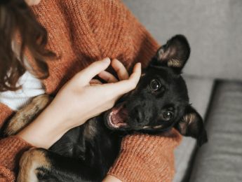 A black dog being cradled in someone's arms