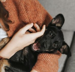 A black dog being cradled in someone's arms