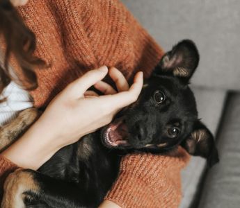 A black dog being cradled in someone's arms