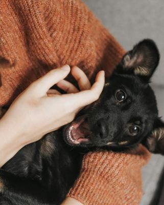 A black dog being cradled in someone's arms