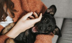 A black dog being cradled in someone's arms