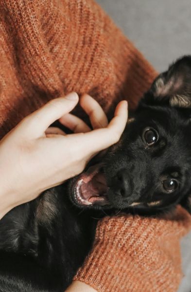 A black dog being cradled in someone's arms