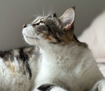 A tabby cat looking upwards