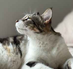 A tabby cat looking upwards
