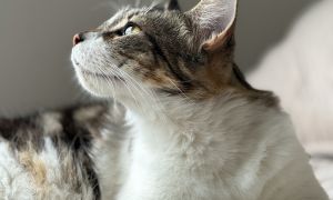 A tabby cat looking upwards