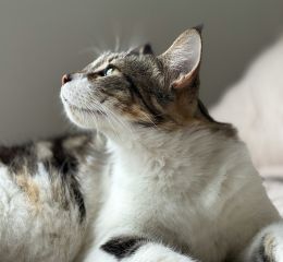 A tabby cat looking upwards