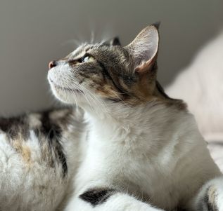 A tabby cat looking upwards