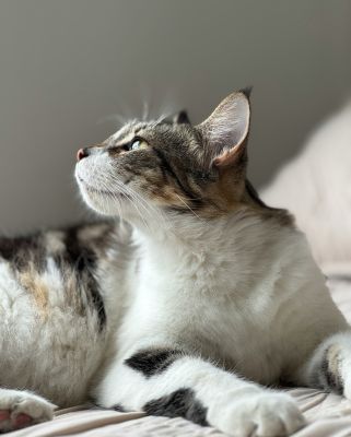 A tabby cat looking upwards