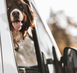 A Bernese mountain dog looking out of a car window