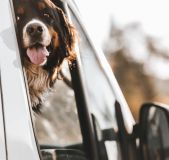 A Bernese mountain dog looking out of a car window