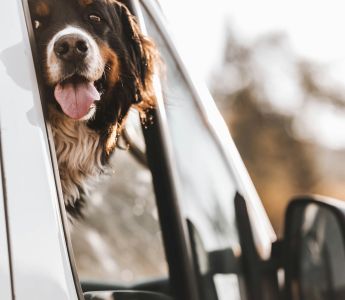 A Bernese mountain dog looking out of a car window