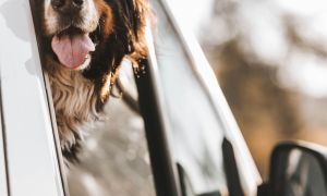 A Bernese mountain dog looking out of a car window
