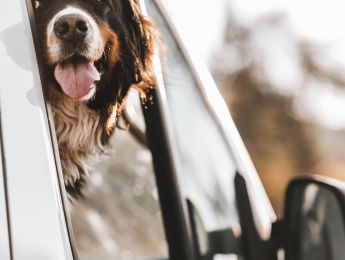 A Bernese mountain dog looking out of a car window
