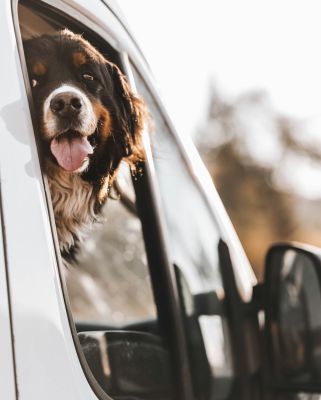 A Bernese mountain dog looking out of a car window